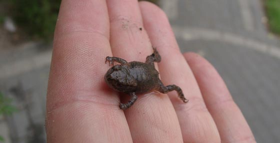 Tiere Frosch Schwimmteich