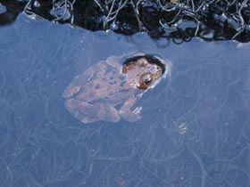 Tiere Frosch Schwimmteich 1