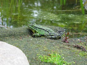 Tiere Schwimmteich Bilder